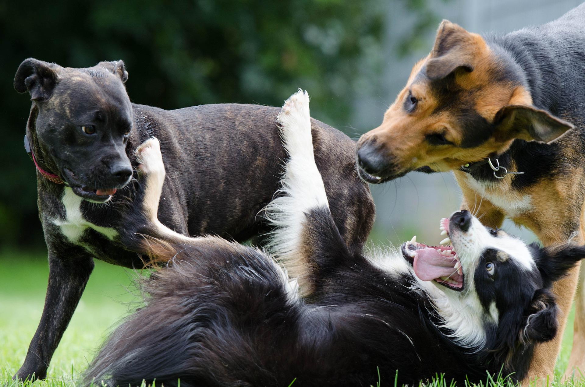 tres perros socializando