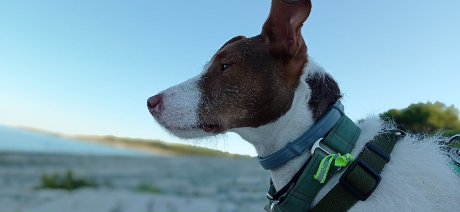 perro en la playa